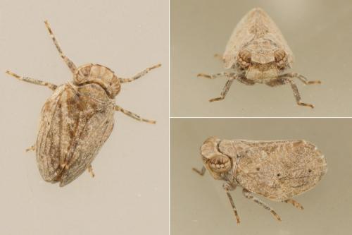Latilica maculipes